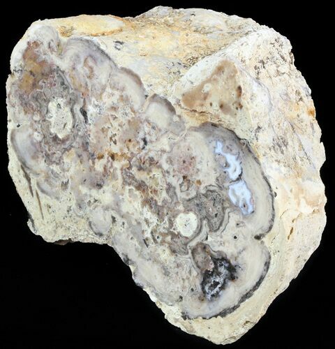 Wide Stromatolite Covered Petrified Wood Limb - California #47063